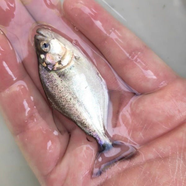 秘魯黑食人魚 / 食人鯧 Black piranha（ Serrasalmus rhombeus ）