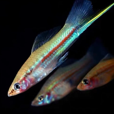 青劍魚/藍劍 ( Xiphophorus hellerii.var )