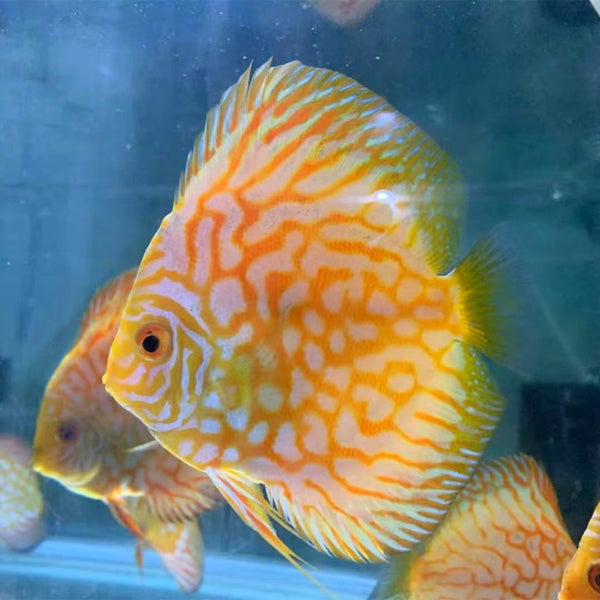 黃鴿子七彩神仙魚 （ Symphysodon discus ）