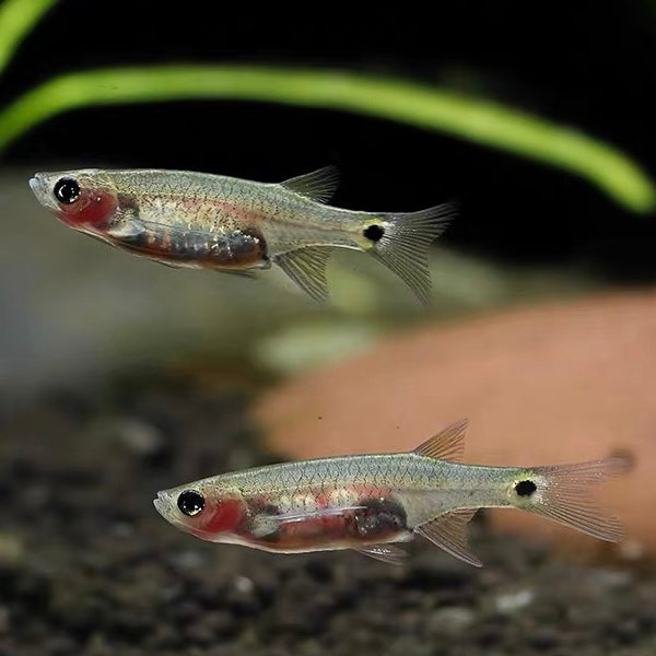 龍鬚燈 striped flying barb （Esomus metallicus）