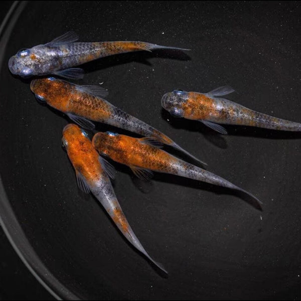 雲州三色青鳉稻田魚 （ Oryzias latipes ）