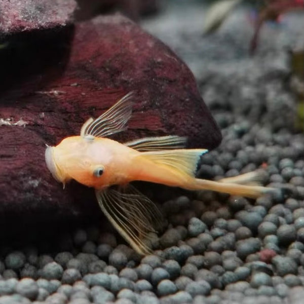 黃金大帆鬍子 (Ancistrus sp. temmincki)