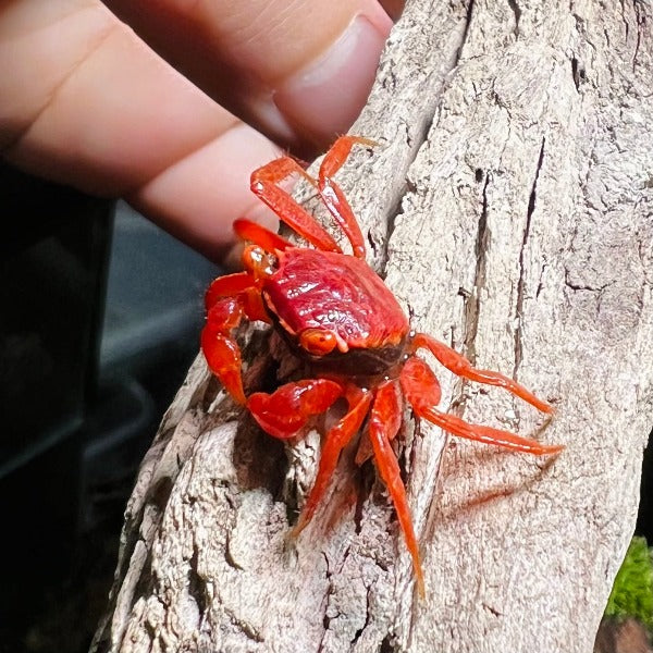 番茄惡魔蟹 Tomato Vampire Crab ( Geosesarma 'Red Ruby' )