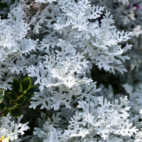 銀葉菊 Senecio cineraria