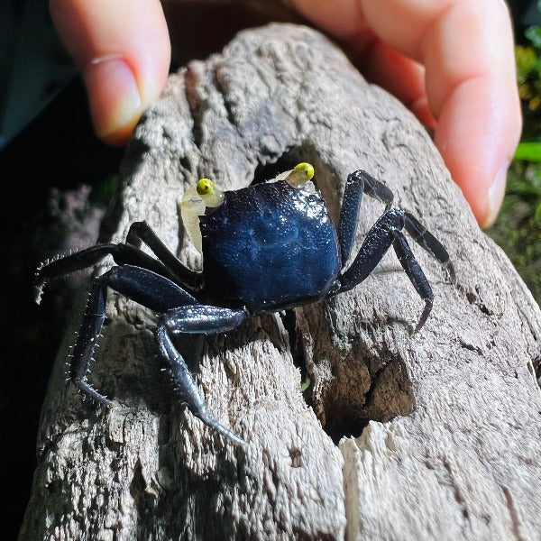 白手幽靈惡魔蟹 White Gloves Crab ( Geosesarma sp )