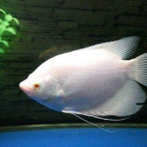 紅眼眼白招財 / 白戰船 Albino Giant Gourami ( Osphronemus goramy )