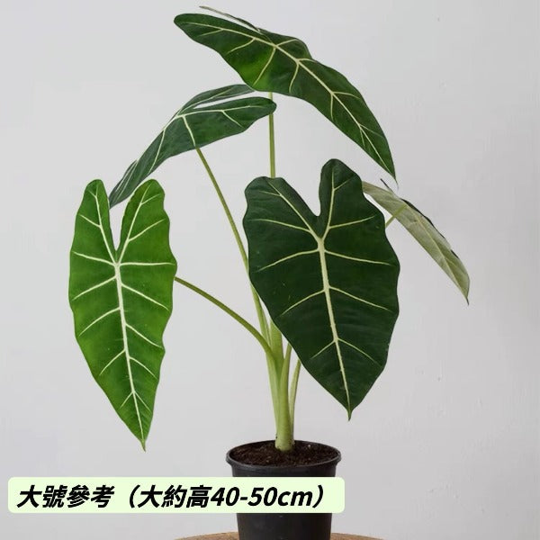 絨葉觀音蓮  / 綠天鵝絨海芋 Green Velvet  ( Alocasia micholitziana ‘Frydek’ )