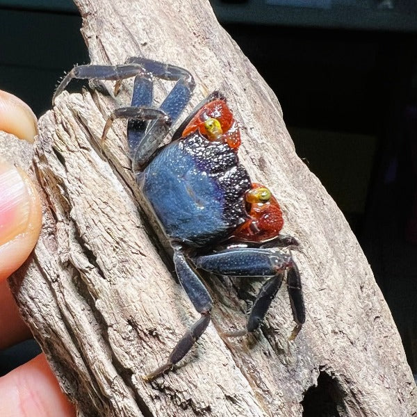 紅手幽靈惡魔蟹 Red Gloves Vampire Crab ( Geosesarma sp )