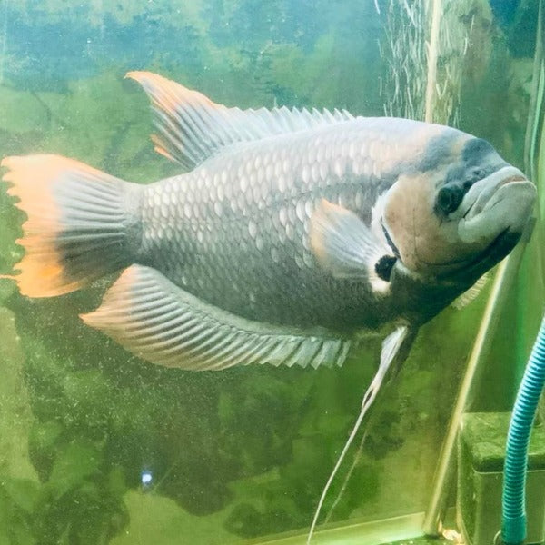 紅尾招財 / 古代戰船 Giant red tail gourami ( Osphronemus laticlavius )