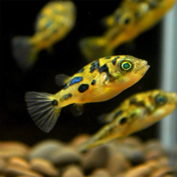 最小淡水河豚 朱古力娃娃 巧克力娃娃 Malabar pufferfish ( Carinotetraodon travancoricus )