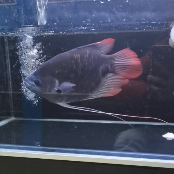 紅尾招財 / 古代戰船 Giant red tail gourami ( Osphronemus laticlavius )