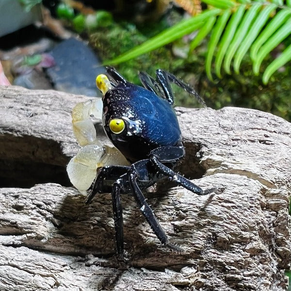 白手幽靈惡魔蟹 White Gloves Crab ( Geosesarma sp )