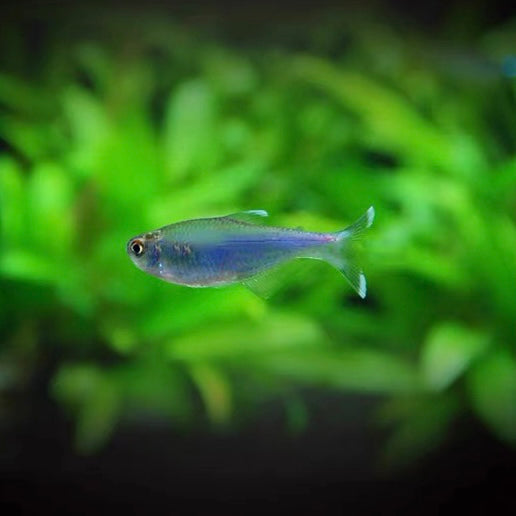 藍剛果燈 Blue tetra（Boehlkea fredcochui）