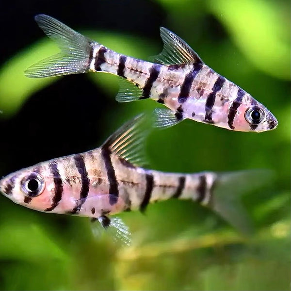 玻璃八間鯽 False eightstripe barb （Eirmotus octozona）