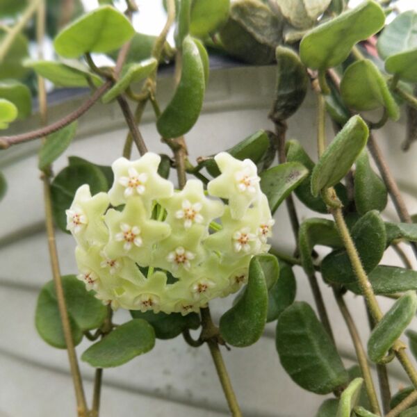 騰沖球蘭 / 毬蘭（Hoya tengchongensis ）