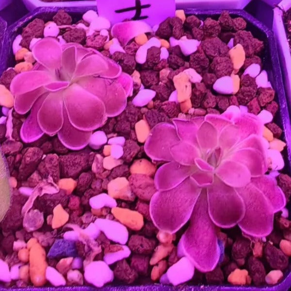 緋紅騎士捕蟲堇 (  Pinguicula ‘Scarlet knight ’ )