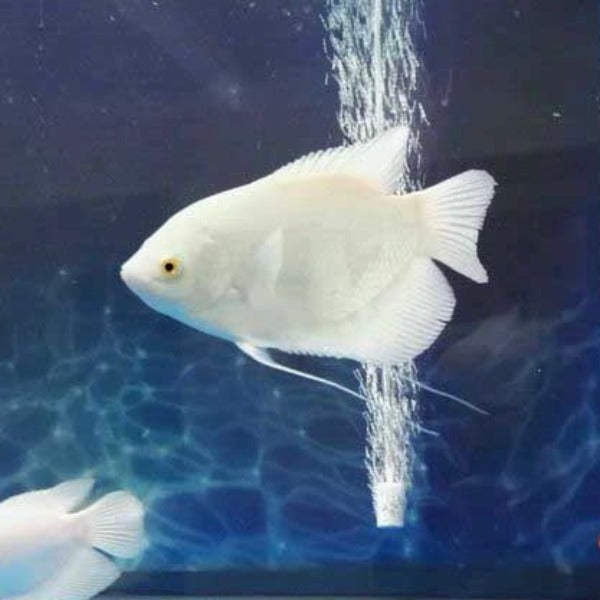 紅眼眼白招財 / 白戰船 Albino Giant Gourami ( Osphronemus goramy )