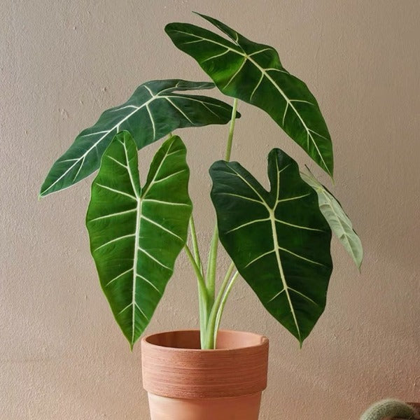 絨葉觀音蓮  / 綠天鵝絨海芋 Green Velvet  ( Alocasia micholitziana ‘Frydek’ )