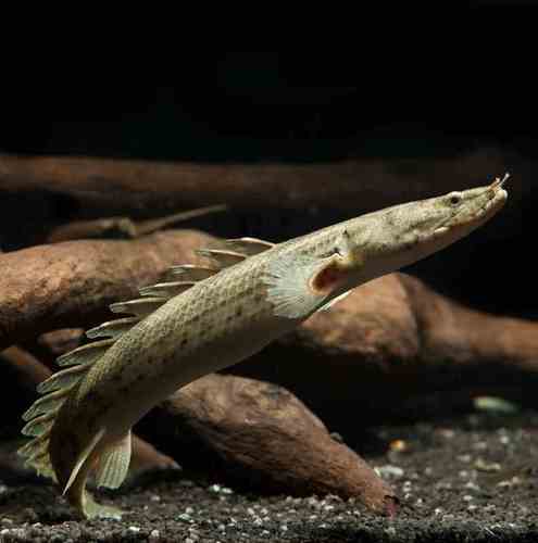 虎紋恐龍王 Saddled bichir （Polypterus endlicheri endlicheri）