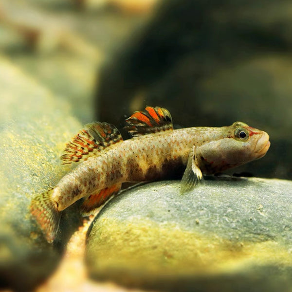 溪吻蝦虎（ Rhinogobius duospilus ）