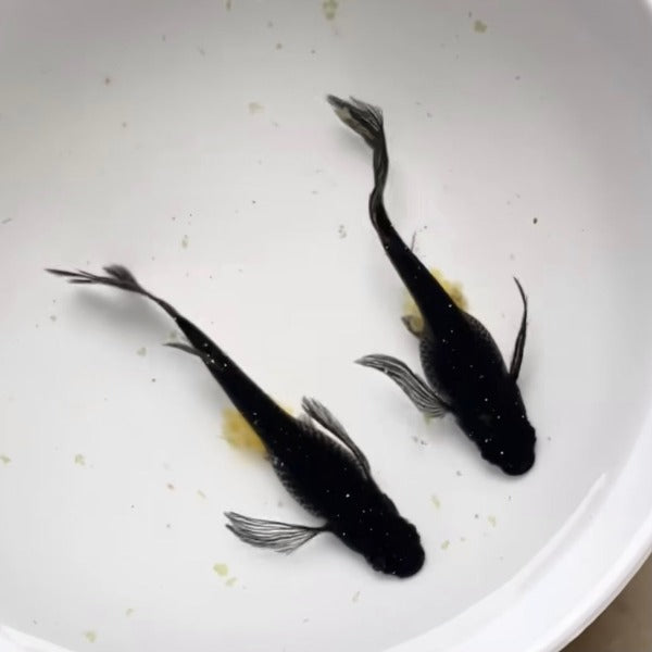 松井長鰭大蛇干支青鳉稻田魚 （ Oryzias latipes ）