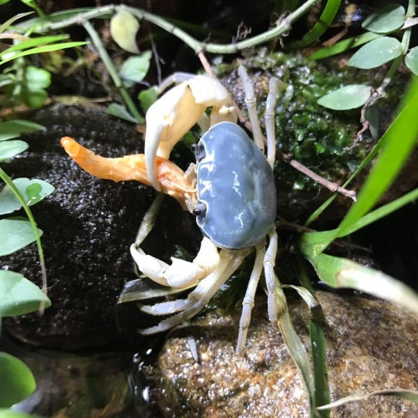 藍玉蟹  Blue Jade Crab