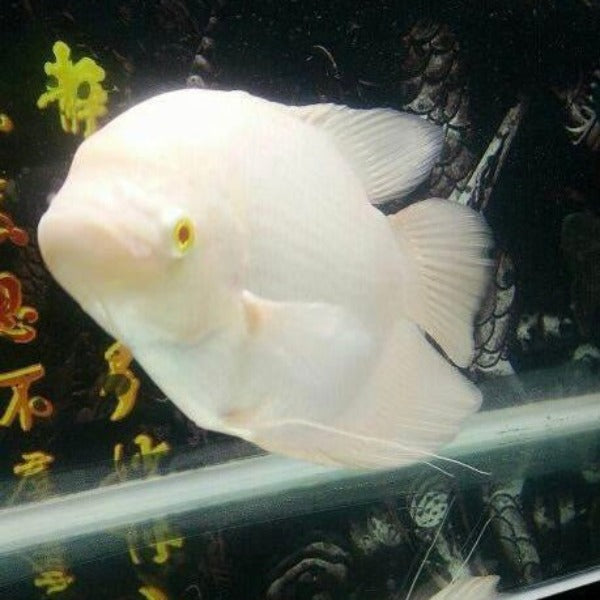 紅眼眼白招財 / 白戰船 Albino Giant Gourami ( Osphronemus goramy )