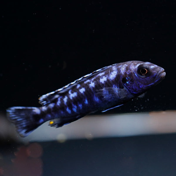 閃電戰神慈鯛 (Melanochromis johannii)