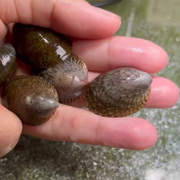 鮑魚螺-藻類剋星 ( Septaria porcellana )