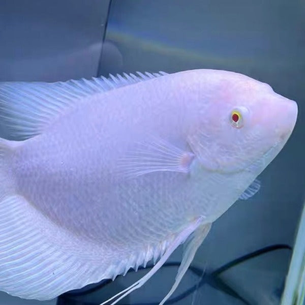 紅眼眼白招財 / 白戰船 Albino Giant Gourami ( Osphronemus goramy )