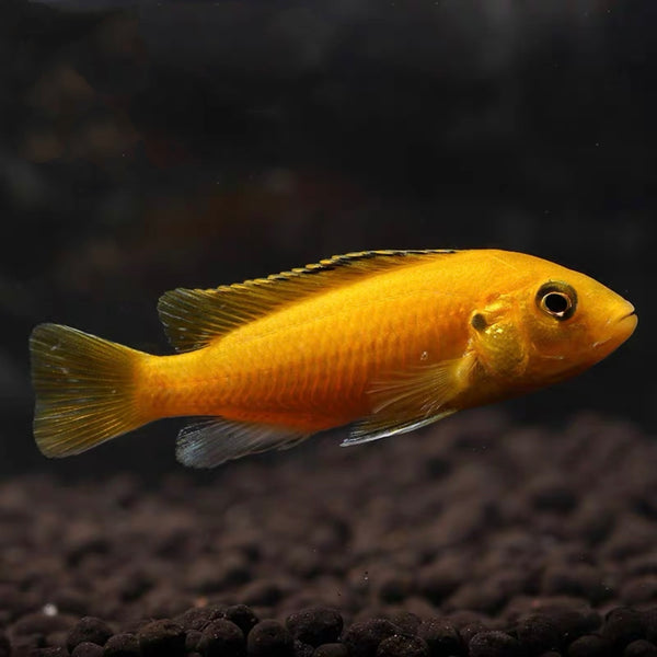 非洲王子 Electric Yellow Cichlid (Labidochromis caeruleus)