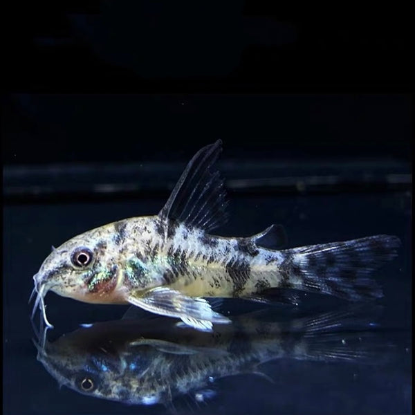 花椒鼠 Peppered corydoras （Corydoras paleatus）