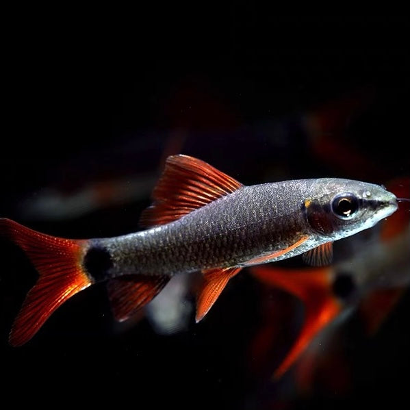 紅尾黑鯊 Red-Tailed Black Shark(Epalzeorhynchos bicolor)