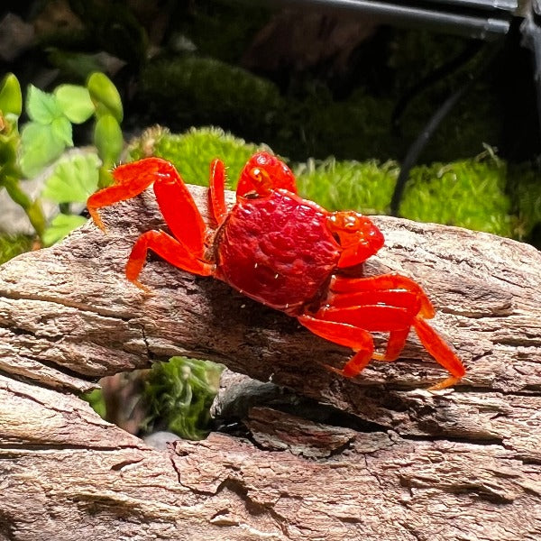 番茄惡魔蟹 Tomato Vampire Crab ( Geosesarma 'Red Ruby' )