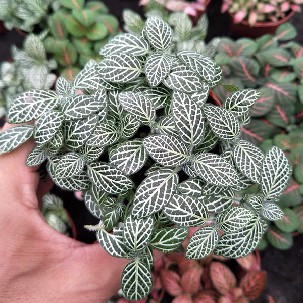 白天使網紋草  ( Fittonia Albivenis)