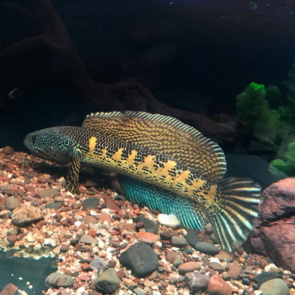 黃金眼鏡蛇雷龍 Orange-spotted snakehead (Channa aurantimaculata)-中大型雷龍