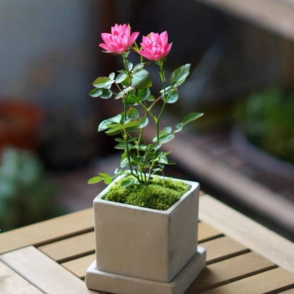 繁星微型月季 （Rose Miniature '  Stars ' ）