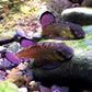 Purple-finned loach (Pseudogastromyzon laticeps)