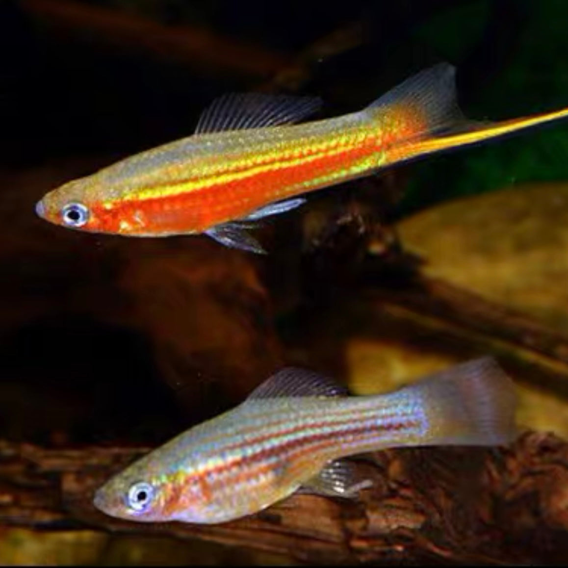 青劍魚/藍劍 ( Xiphophorus hellerii.var ) - 森流 GreenFlow - 動植物造景專門店