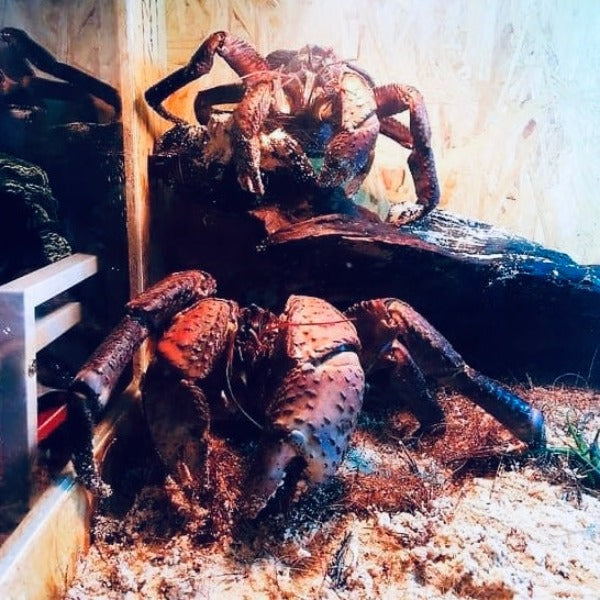 椰子蟹 Coconut Crab ( Birgus latro )