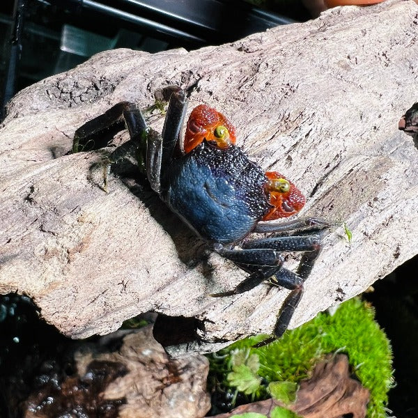 紅手幽靈惡魔蟹 Red Gloves Vampire Crab ( Geosesarma sp )