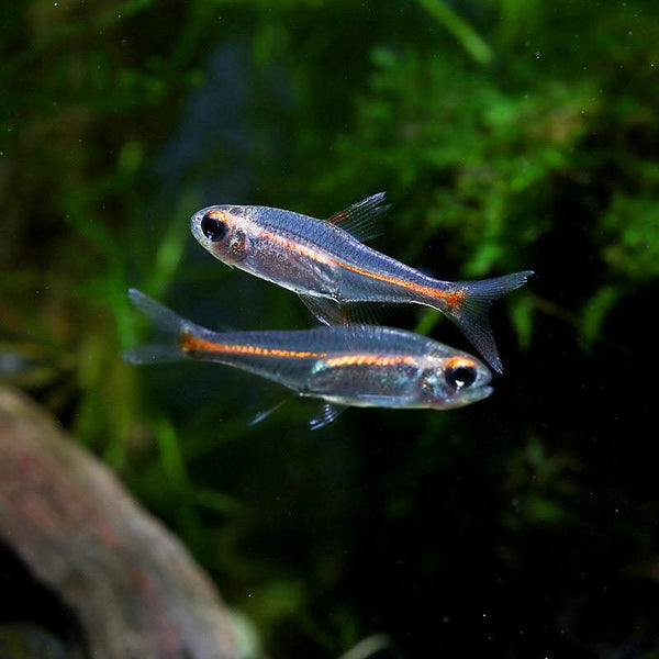 紅光管 Glowlight tetras （Hemigrammus erythrozonus）