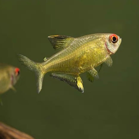 檸檬燈 ( Hyphessobrycon pulchripinnis )