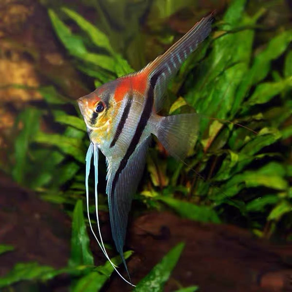 紅背埃及仙 / 聖伊莎貝爾仙 （ Pterophyllum Scalare Sta isbella ）