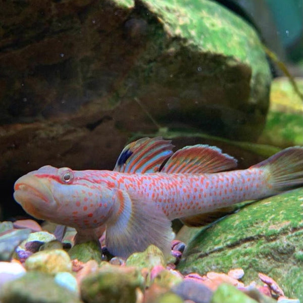 神農吻蝦虎 ( Ctenogobius shennongensis ) 