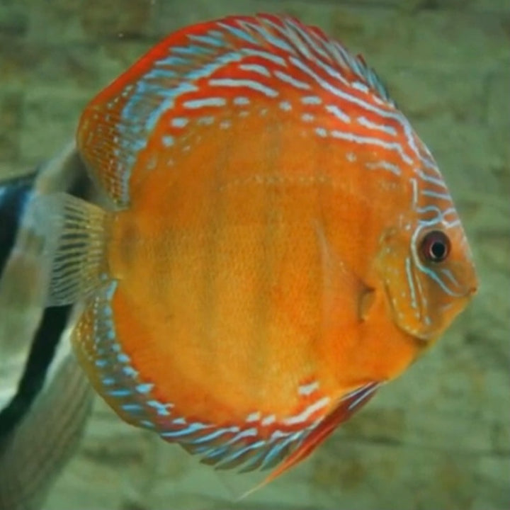 阿蓮卡七彩神仙魚 （ Symphysodon aequifasciatus ）