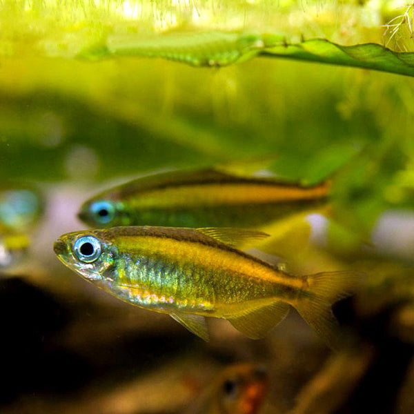 黃金二線剛果燈 Lampeye Congo tetra (Phenacogrammus aurantiacus)