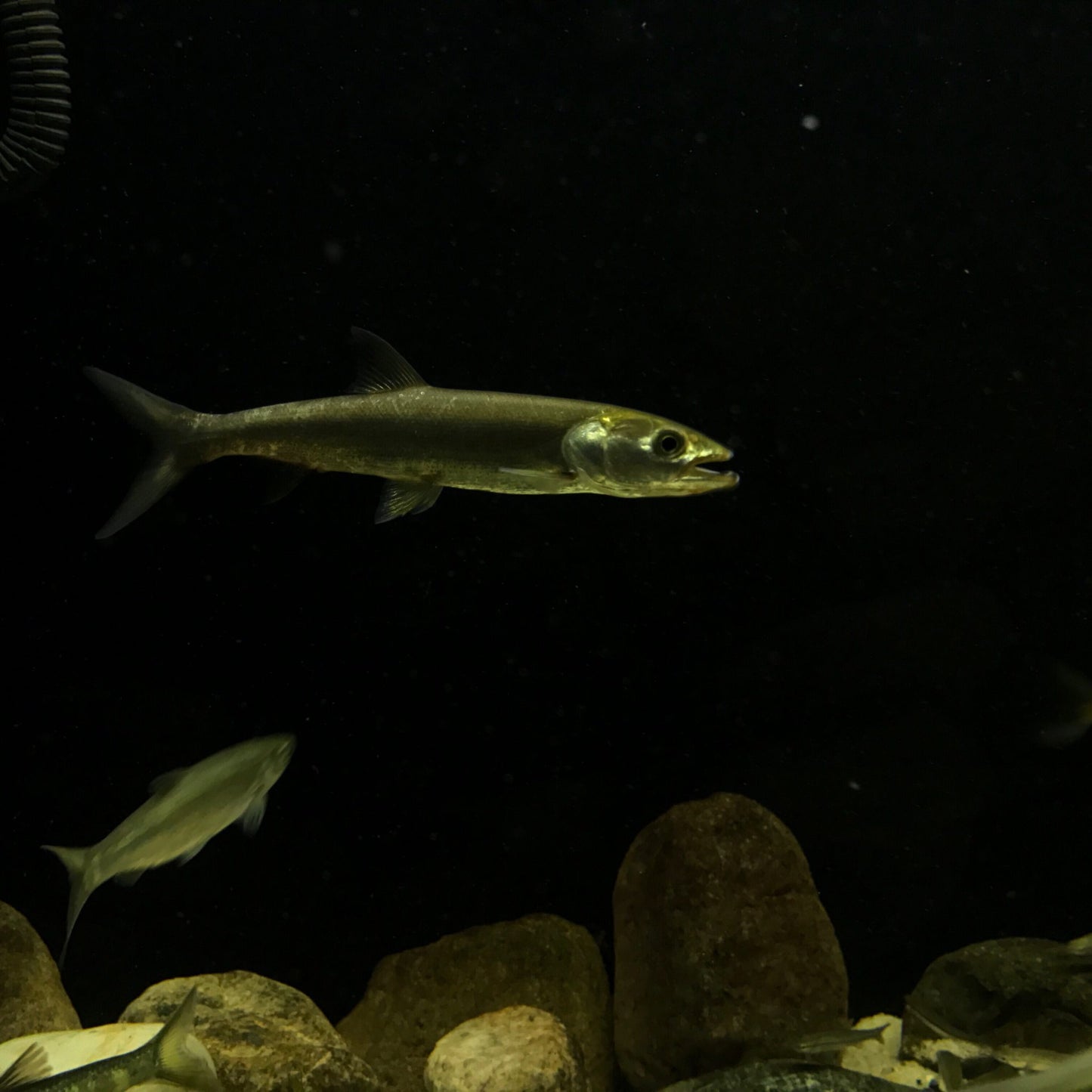 鱤魚 Yellow Cheek Carp (Elopichthys bambusa)