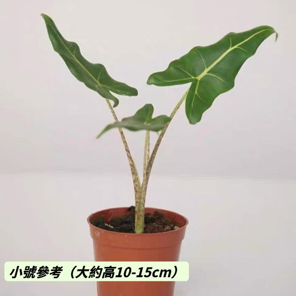 薩利安海芋 Alocasia ' Sarian '