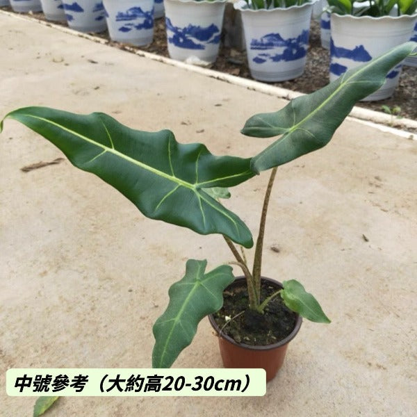 薩利安海芋 Alocasia ' Sarian '